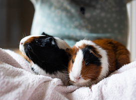 Schade bij kinderdagverblijf door brand, drie cavia's gewond naar dierenziekenhuis