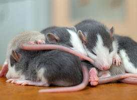Normal_many-small-funny-baby-rats-warming-together-one-on-2023-11-27-05-18-10-utc