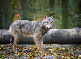 Normal_wolf-hunting-in-the-forest-2023-11-27-05-07-16-utc