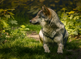 Normal_wolf-resting-in-grass-near-bushes-2024-06-18-17-21-23-utc