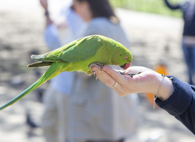 Vogelkooi als cursuslokaal voor middelbare scholieren bij vogelopvang Erica Vogelkooi als cursuslokaal voor middelbare scholieren bij vogelopvang Erica