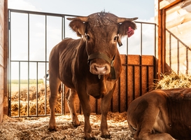 Normal_farm-cow-portrait-2023-11-27-05-18-47-utc