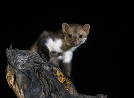 Normal_stone-marten-on-tree-trunk-2023-11-27-04-53-08-utc