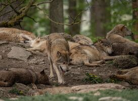 Scholier lastiggevallen door wolven op Utrechtse Heuvelrug Scholier lastiggevallen door wolven op Utrechtse Heuvelrug