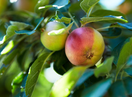 Normal_an-apple-per-day-keeps-the-doctor-away-2023-11-27-04-59-20-utc