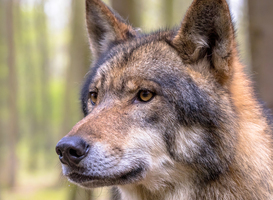 Normal_portrait-of-wolf-in-a-forest-2023-11-27-05-18-05-utc