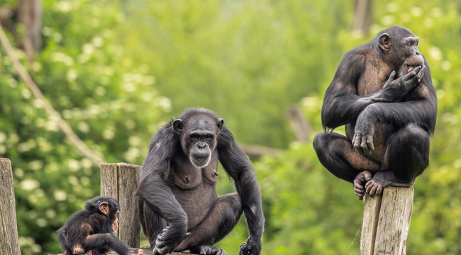 Carousel_three-chimpanzees-on-a-wooden-platform-with-the-b-2025-02-10-06-13-42-utc