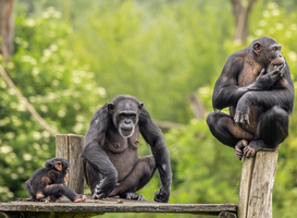 Scholieren met elkaar op de vuist in safaripark Beekse Bergen Scholieren met elkaar op de vuist in safaripark Beekse Bergen