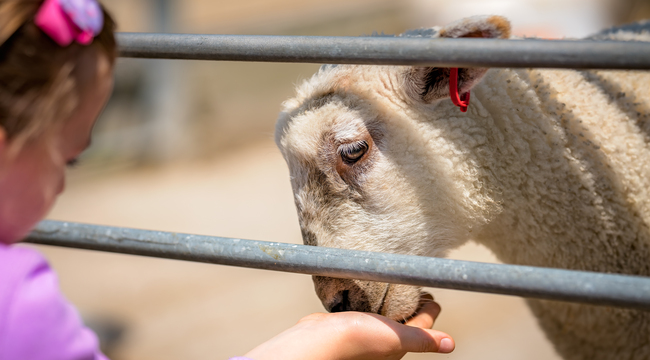 Carousel_little-cute-girl-feeding-sheep-on-a-farm-2025-01-09-06-11-59-utc