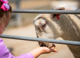 Leerlingen speciaal onderwijs onthullen gebarenbordjes bij kinderboerderij Leerlingen speciaal onderwijs onthullen gebarenbordjes bij kinderboerderij