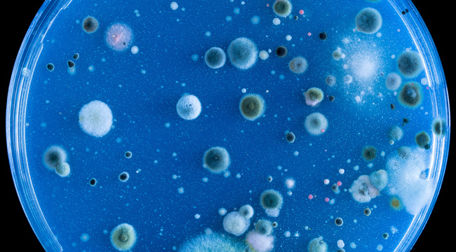 Carousel_macro-shot-from-a-microscope-of-some-bacteria-2025-02-09-02-02-16-utc