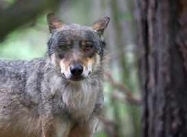 Normal_wolf-in-the-forest-a-portrait-2024-12-13-16-33-30-utc