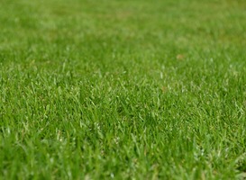 Tuin van studentenflat zoekt kunstenaar voor mooi kunstwerk