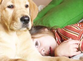 Schoolhonden ook steeds vaker te vinden op reguliere scholen