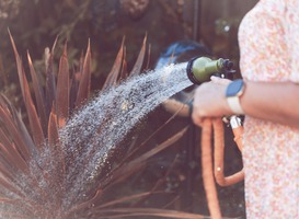Droogtestress, leer kinderen in de schooltuin hoe je daarmee moet omgaan