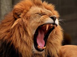 Bij dierentuin Zie-Zoo krijgen mensen met autisme dagbesteding