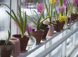 'Planten in het klaslokaal vergroten het welzijn van kinderen'