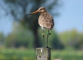 Onderzoek RUG: trek van grutto is aangeleerd en niet aangeboren