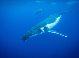 Gestrande bultrug onderzocht door Faculteit Diergeneeskunde UU