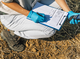 Amsterdam en TU Delft zoeken uit wat de koelste boom is