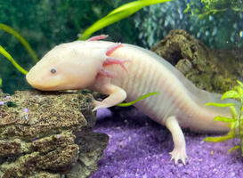 Proef op Regius College loopt uit de hand, 300 axolotls ter adoptie aangeboden
