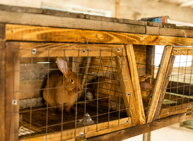 Basisschool door inwoners Zwanenburg geholpen na incident met vermoorde dieren
