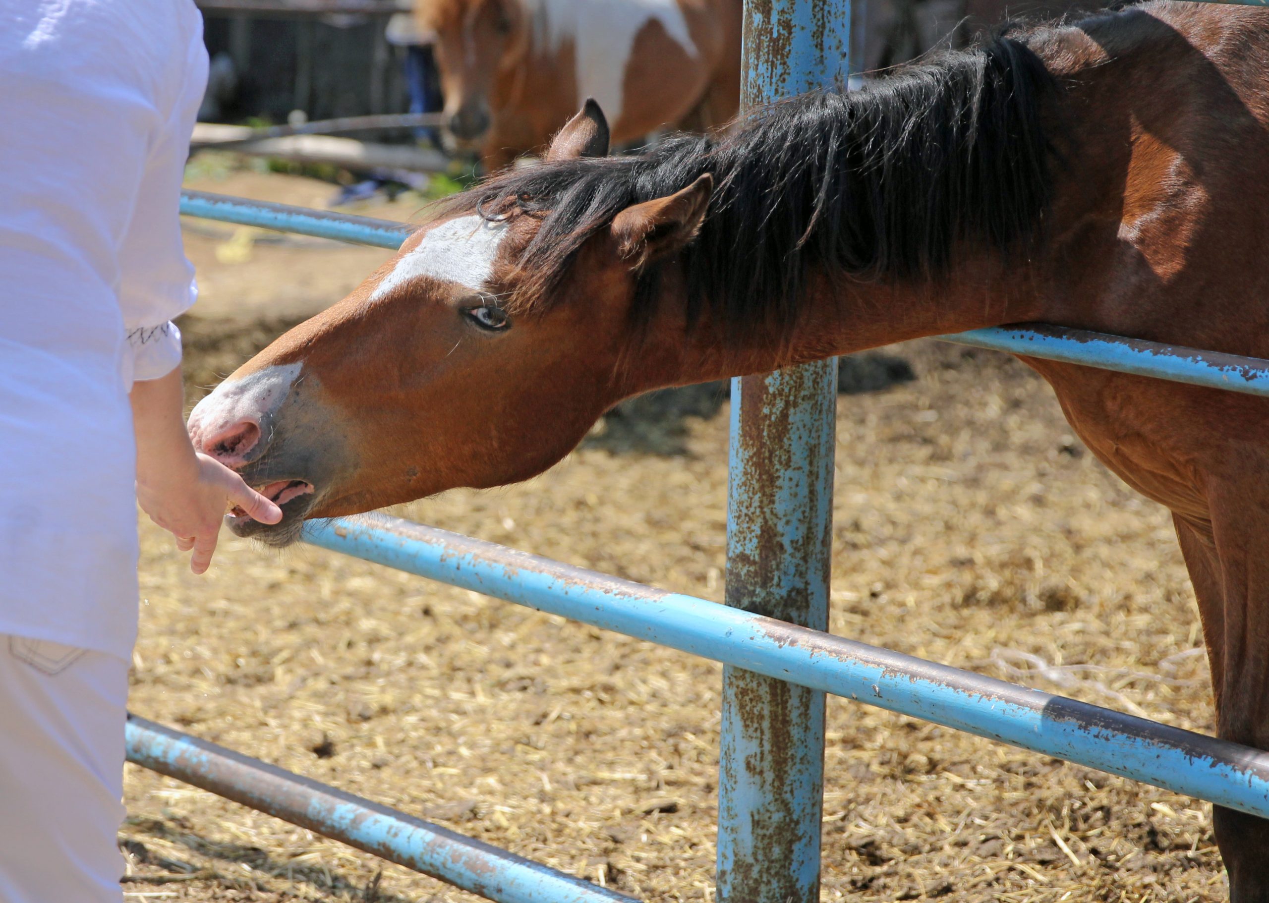 ‘Thuiszitters’ komen tot rust bij leerboerderij in Kamperveen